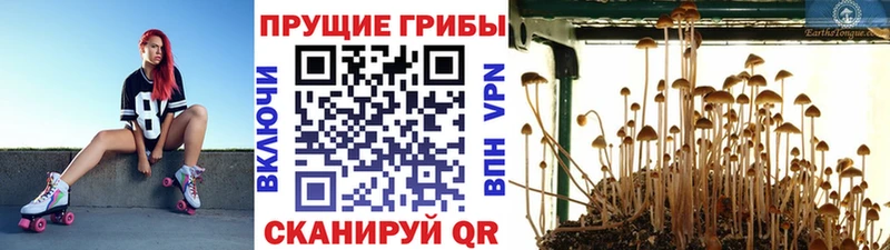 Псилоцибиновые грибы ЛСД  Ступино 